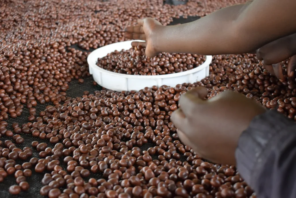 African Coffee and Global Markets: How Africa Competes Worldwide in 2025