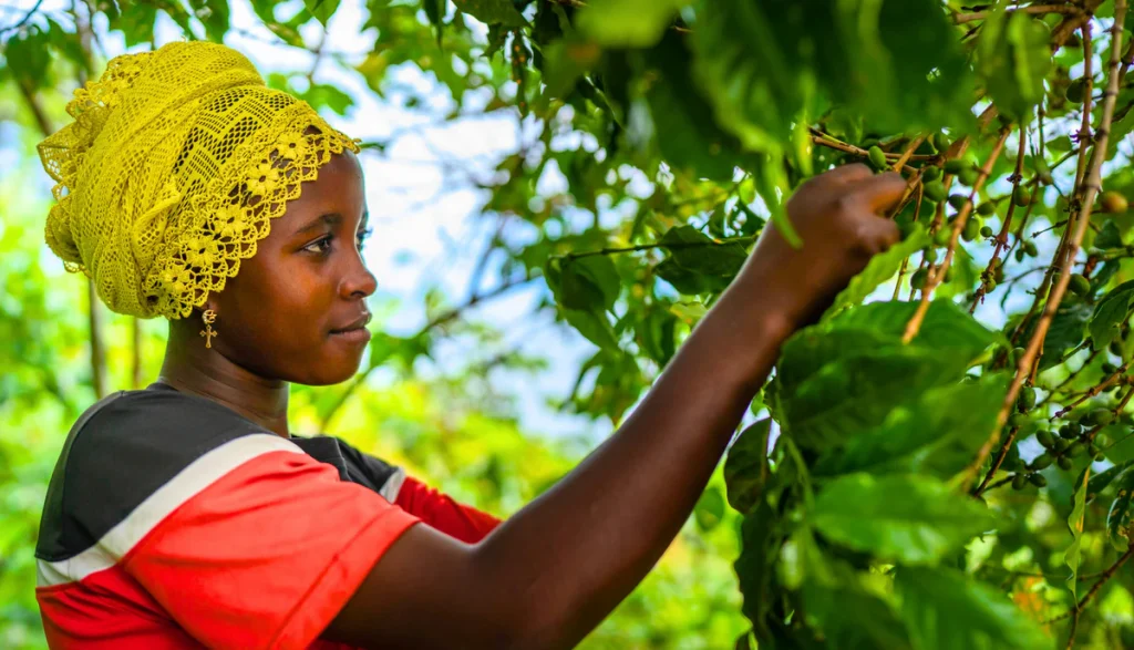African Coffee and Sustainability