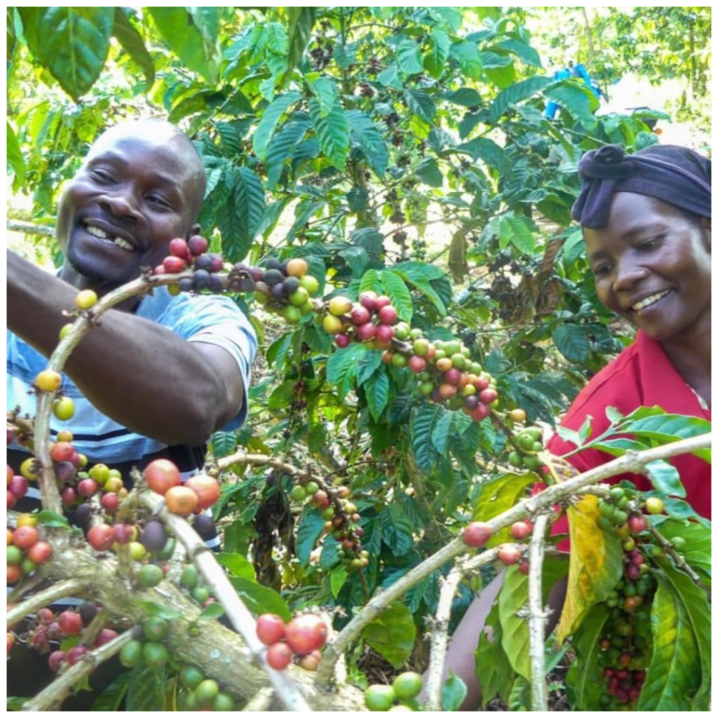 The Role of Coffee in African Economies: From Farmers to Global Markets
