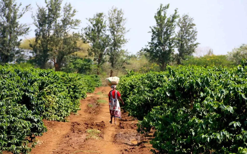 African Coffee Regions Explained: From Ethiopia to Uganda