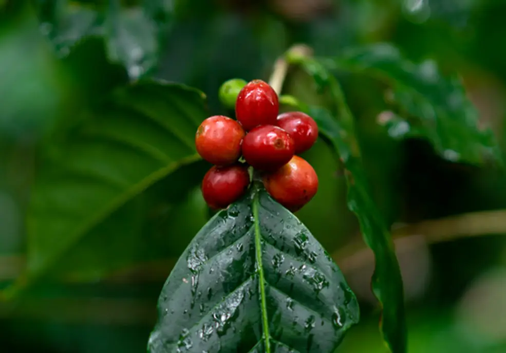 Coffee Arabica: The Ultimate Guide to the World’s Most Beloved Coffee Bean